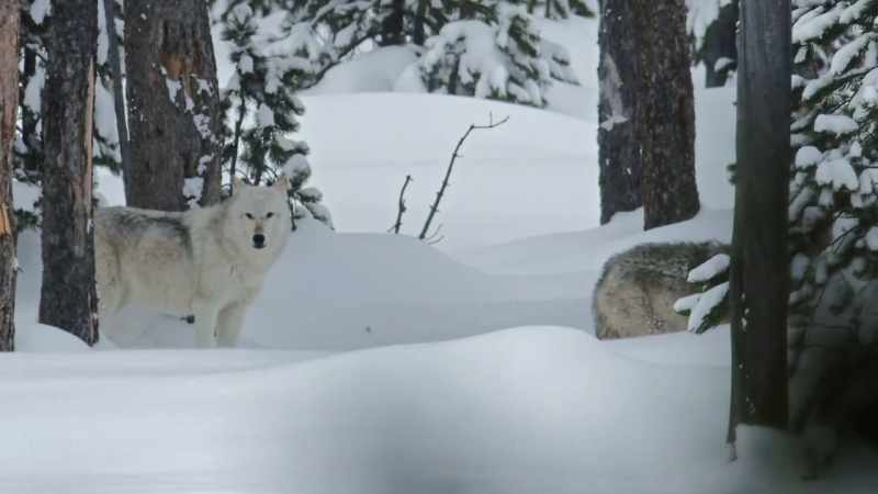 They must kill an elk every two to three days