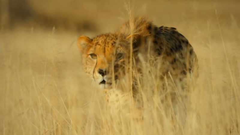They need to be at least 100, 120 meters from a springbok