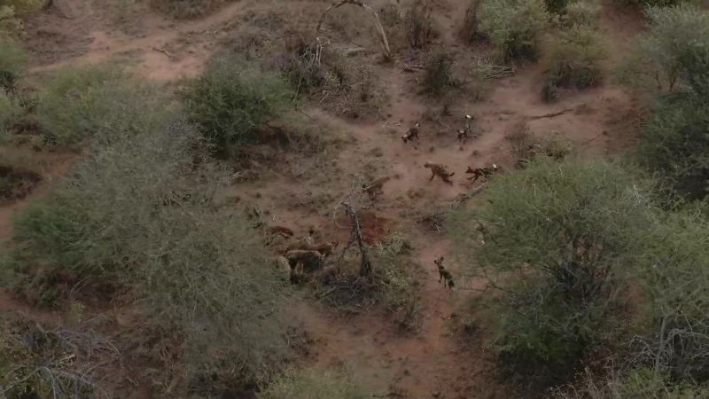 They outnumber the hyenas