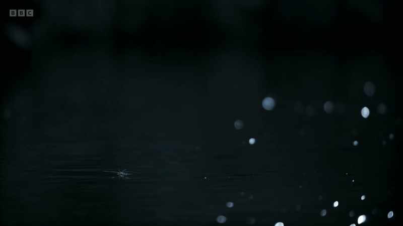 They patrol the river, searching for tiny movements on the surface