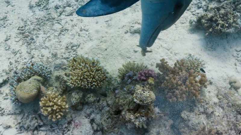 They pick up different bits of broken coral