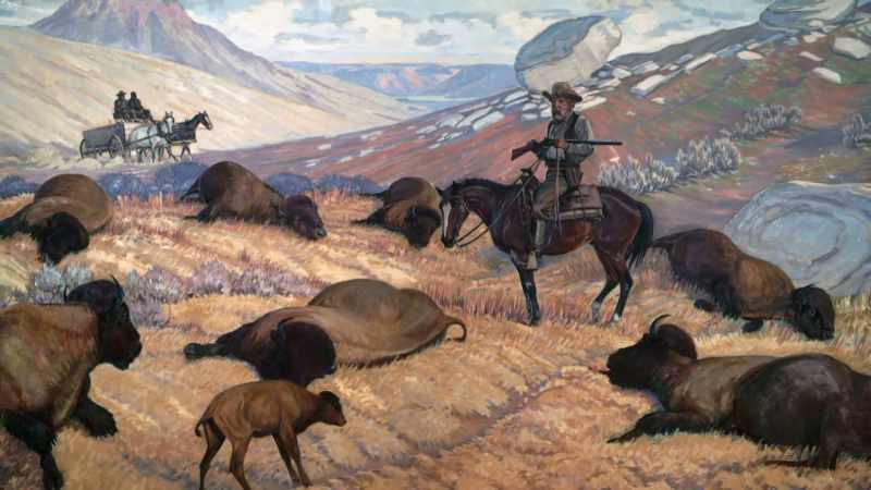 They piled the hides into the wagons