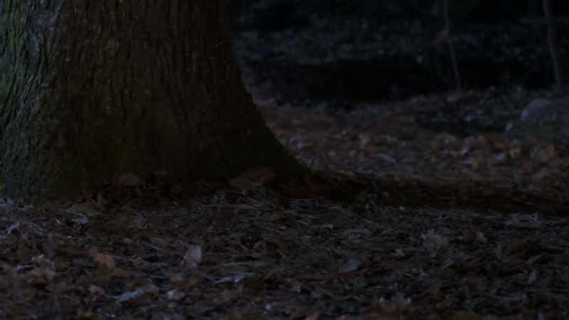 THEY PROBABLY CAME FROM DRIVING THROUGH THE THICK UNDERBRUSH