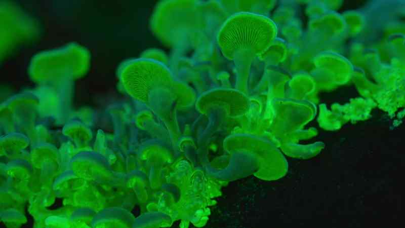 They produce their light by chemical reactions deep within their tissues