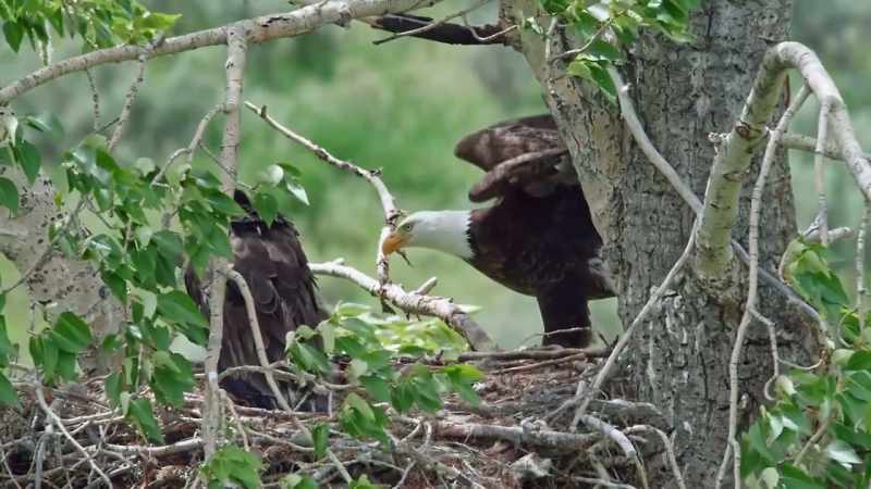 They provide habitat