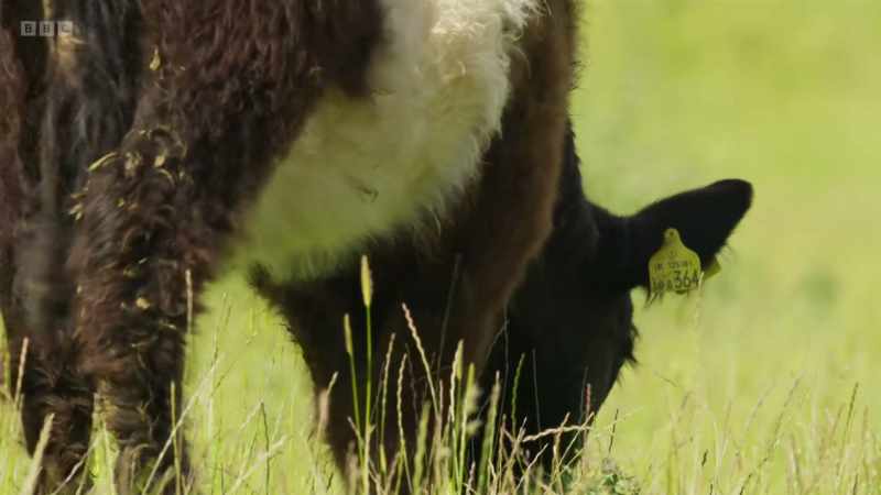 They pull clumps of grass