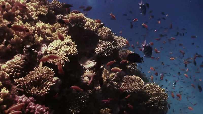 THEY RANGE FROM BENIGN CORALS AND ANEMONES