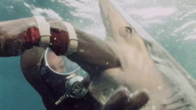 They rely on the cutting edge of their teeth
