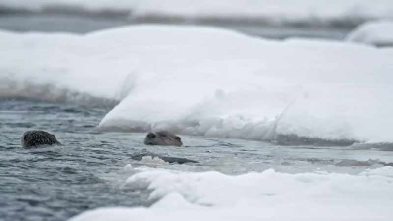 They rely on the yellowstone river