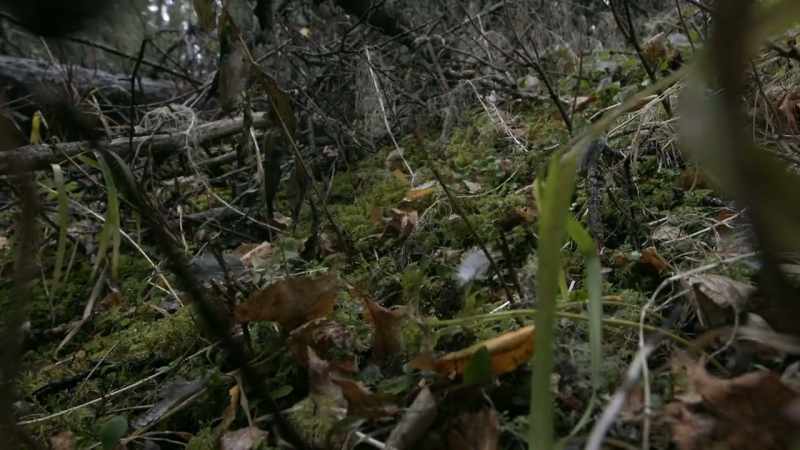 They were relying on the camouflage so I wouldn't see them