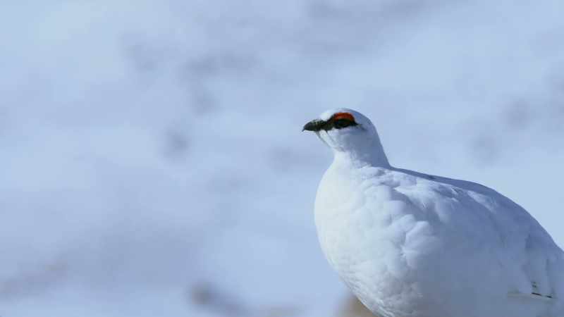 They replace their brown feathers with pure white ones