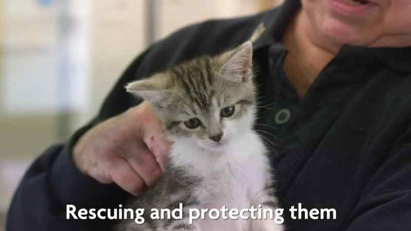 They rescue dogs and cats
