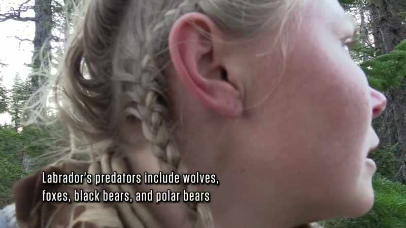 They say 10,000 black bears in Labrador
