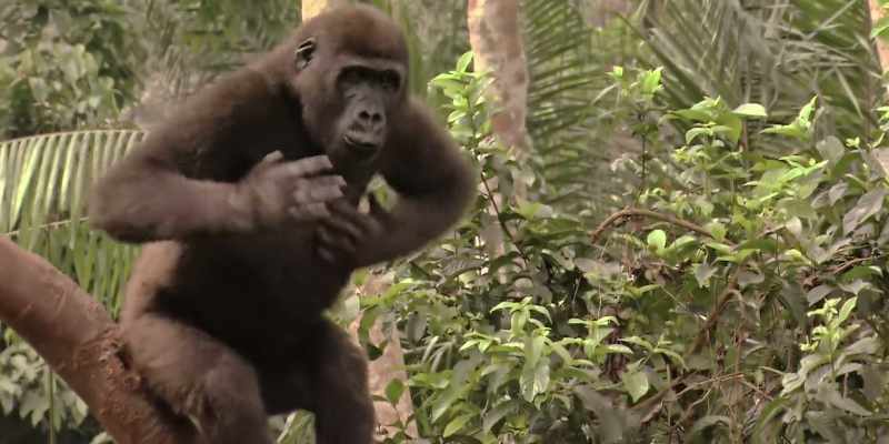 They say we got it from the jungle. -[APE SCREECHES]
