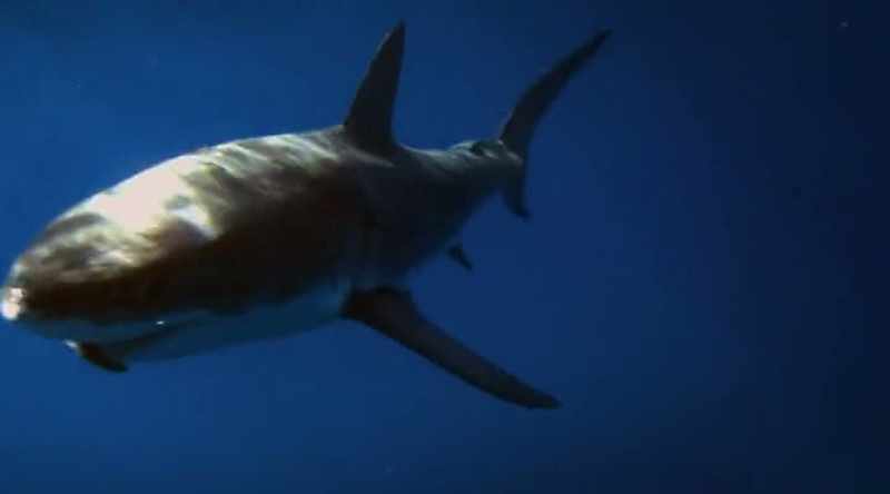They say it's a great white. Not one, but two
