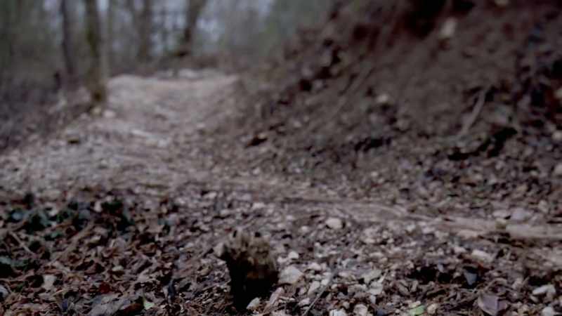 THEY SEARCH ALL THE RAVINES