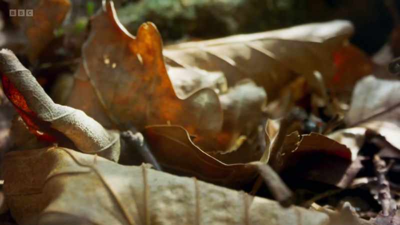 They search the forest floor for food