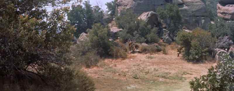 They seem to be gathering in that thicket down there
