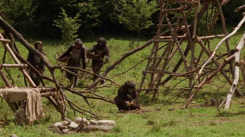 They seem to be Pithecanthropus