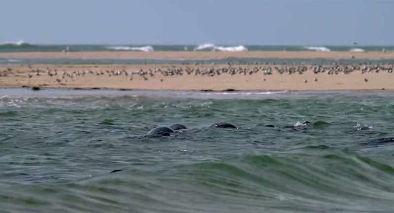 They share habitat with marine mammals