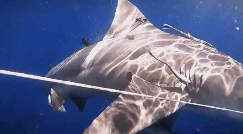 They stab prey like a pitch fork and hold on