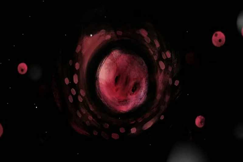 They start life by hatching from eggs in a stream