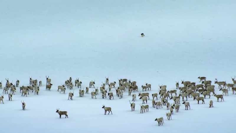 They start to test the caribou