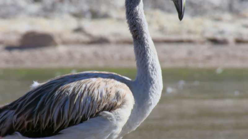They still have their first greyish—white plumage