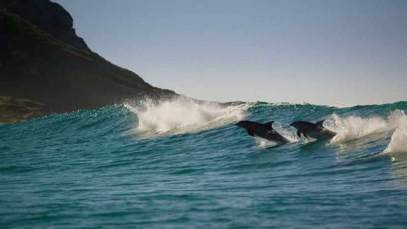 They surf