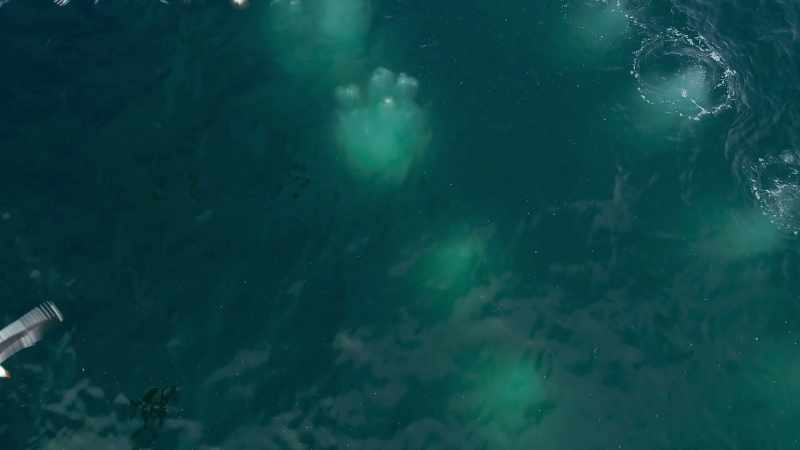 They sweep up nutrients from the depths