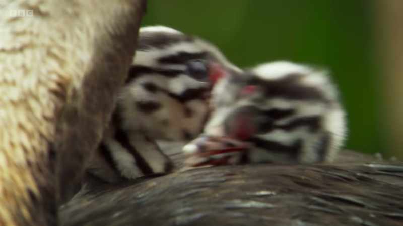 They even take feathers from their own backs
