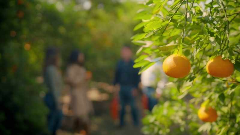 They were the ones that introduced citruses to Mexico