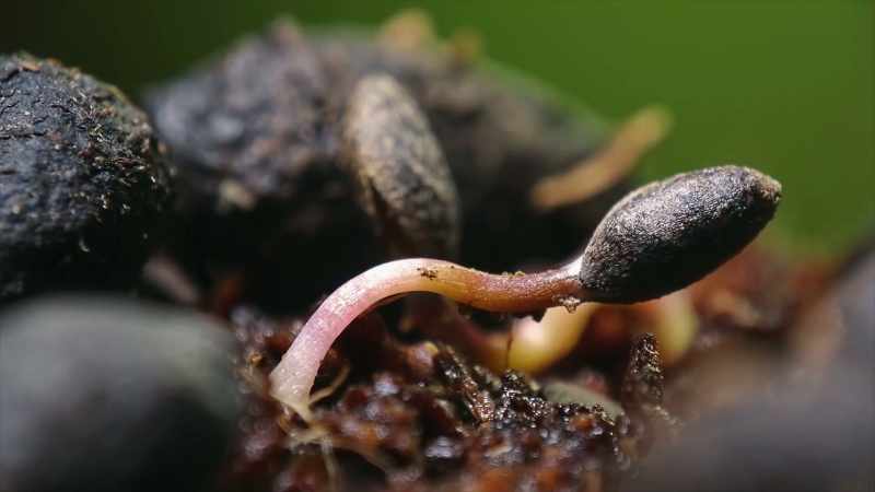 They then release their seeds