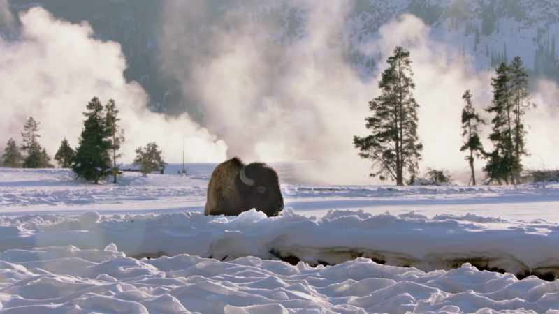 They thought, if you got a buffalo, you've saved him