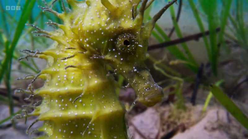 They thrive in the warmth brought by the gulf stream
