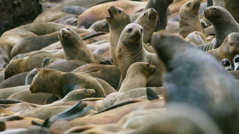 They too have come ashore to raise their young