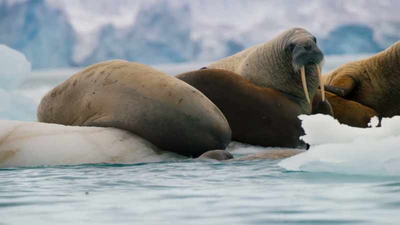 They, too, need a patch of ice where they can protect their young