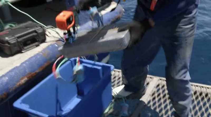 They use a bite force meter to test the power of its jaws