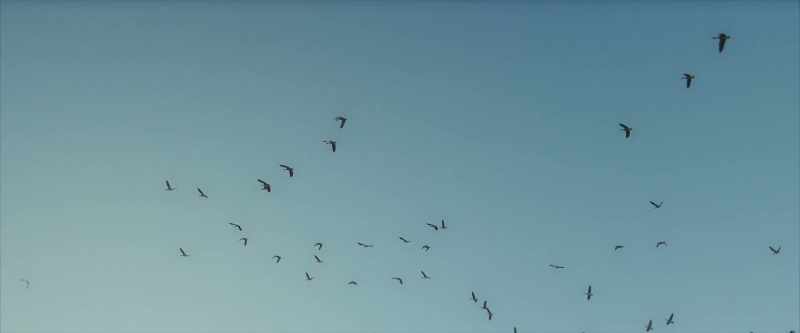 They use the earth's magnetic fields for their migratory patterns