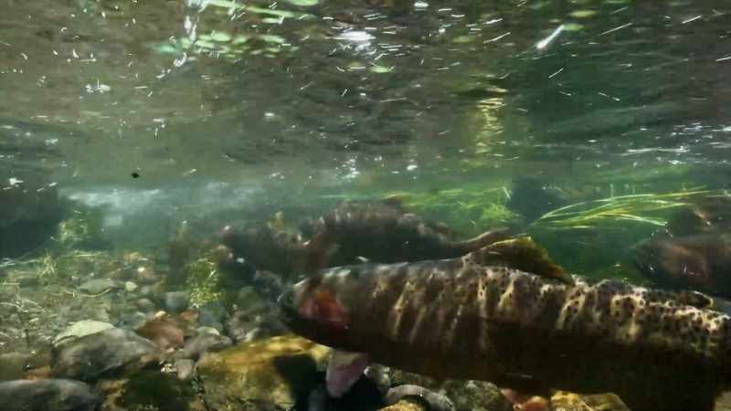 They use their excellent vision to spot fish