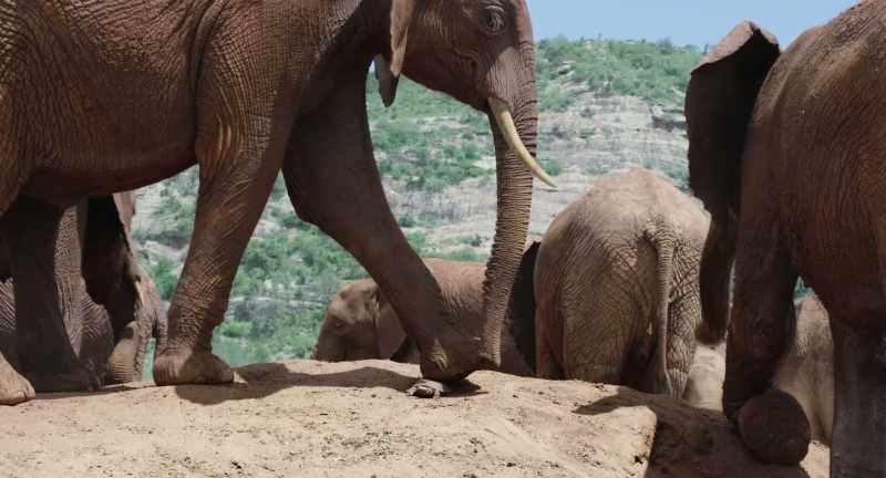 They use their sensitive trunks and feet to explore anything new