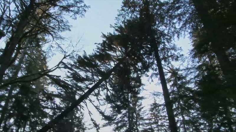 They used a fallen pine
