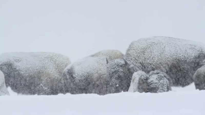 They wage an ancient battle with the storm