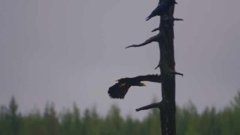 They watch as ravens do all the hard work of picking