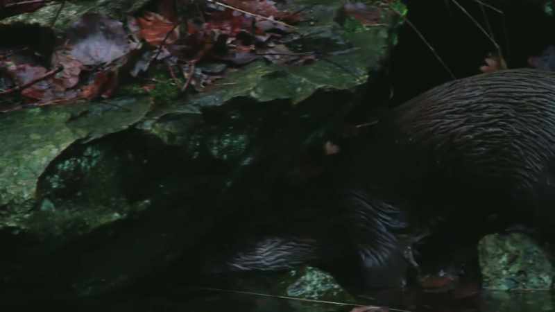 They will hunt birds, frogs and other small mammals