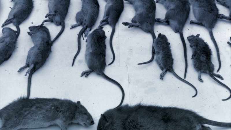 They would make sure that these explosive rats
