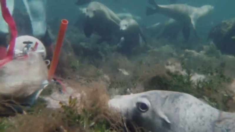 They wouldn't just buy any underwater film