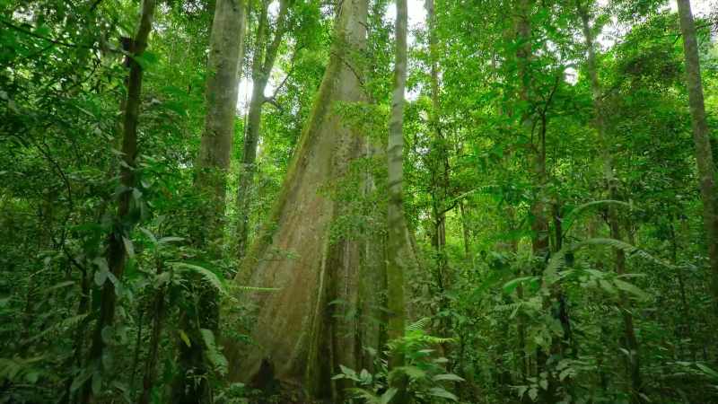 They'll absorb more and more carbon dioxide from our atmosphere