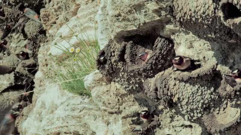 They'll lay their eggs even before the mud has dried
