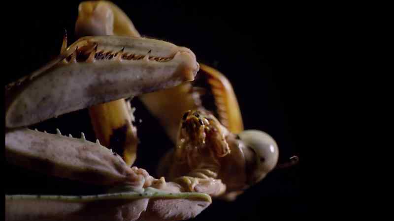 They'll mostly eat locusts and crickets